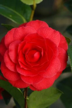 Camélia 'black Lace' - 4l