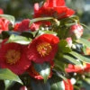 Camelia 'bleunienn An Trev' - 4l 2 Camelia 'bleunienn An Trev' - 4l -Terre et Verdure 6481c9df830507.43667905