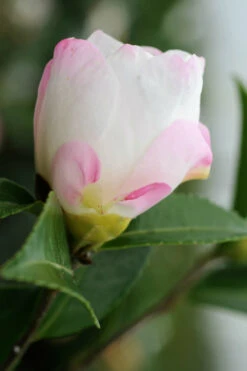 Camélia 'vanessa' - 4l