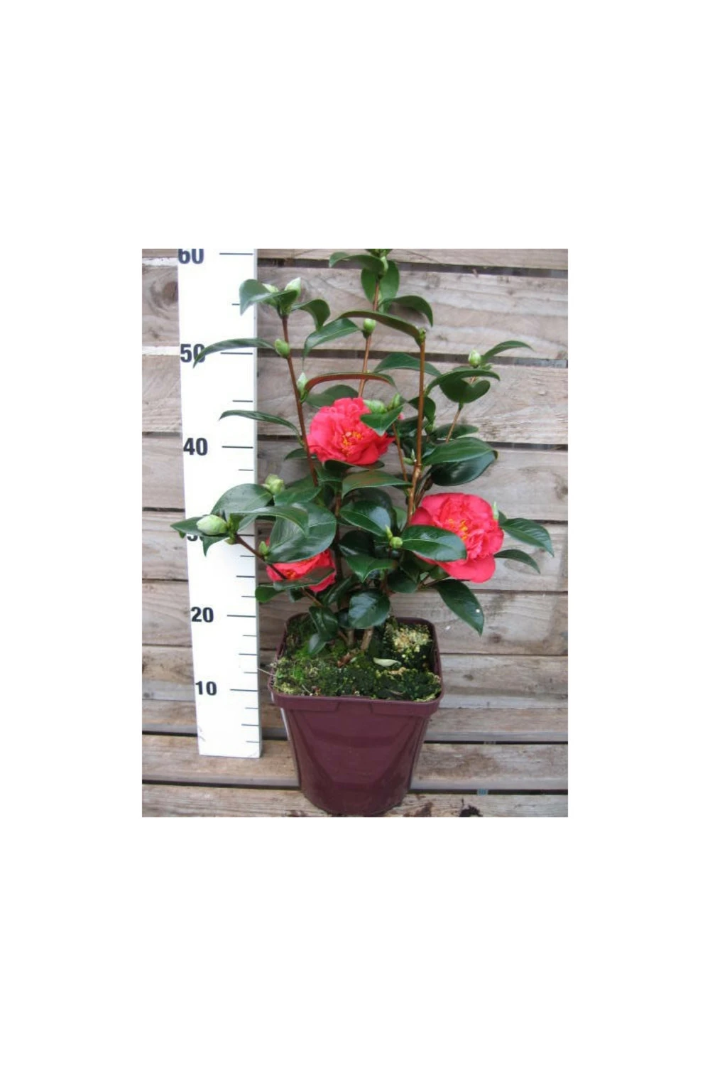 Camélia 'léonard De Vinci' - 4l 4 Camélia 'léonard De Vinci' - 4l – Image 2