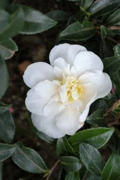 Camélia 'helen' - 4l