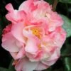 Camélia 'nuccio's Jewel' - 4l -Terre et Verdure 6481c9e30da0f0.95237480