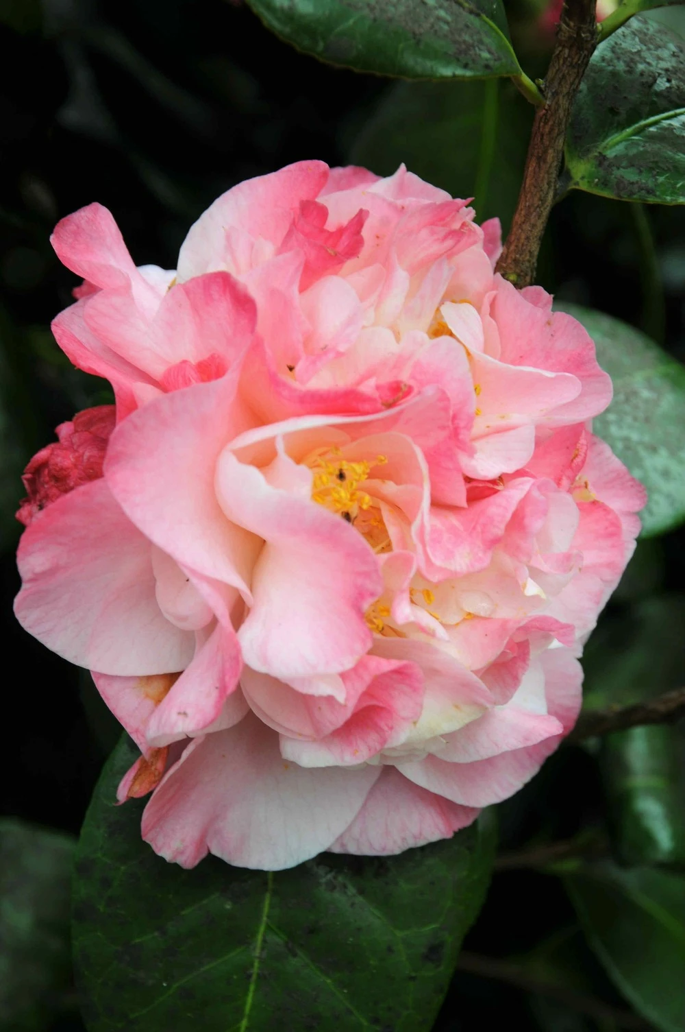 Camélia 'nuccio's Jewel' - 4l 3 Camélia 'nuccio's Jewel' - 4l