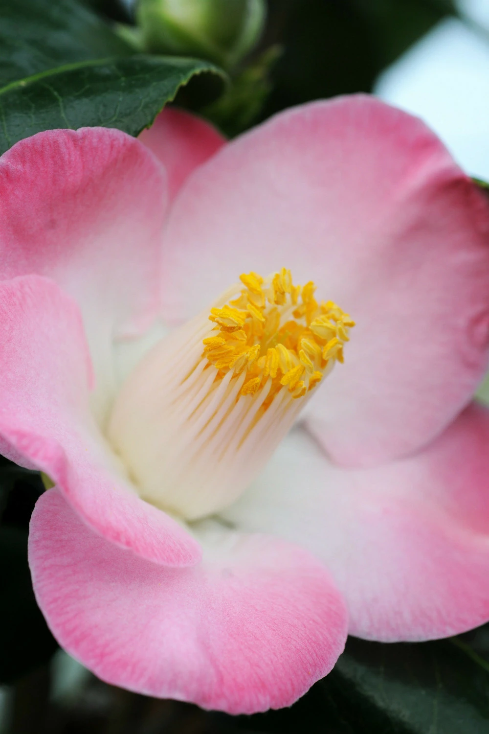 Camélia 'sunny Side' - 4l 3 Camélia 'sunny Side' - 4l