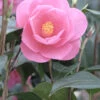 Camélia 'barbara Clark' - 4l