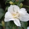 Camélia 'little Liane' - 4l 1 Camélia 'little Liane' - 4l -Terre et Verdure 6481c9e7459647.76716194