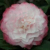 Camélia 'nuccio's Pearl' - 4l -Terre et Verdure 6481c9e7ad4135.23218476