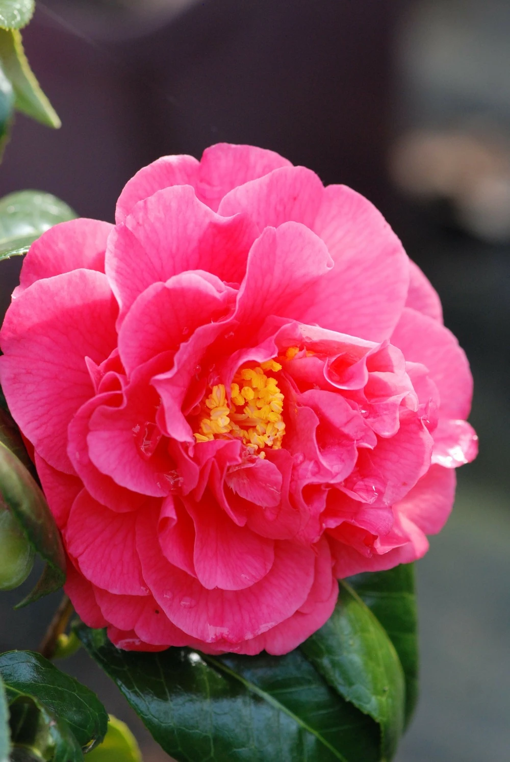 Camélia 'benikarako' - 1l 3 Camélia 'benikarako' - 1l