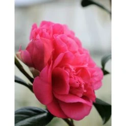 Camélia 'anticipation' - 4l -Terre et Verdure 6481c9ecbe5336.99434898