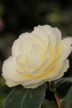 Camélia 'dahlohnega' - 4l