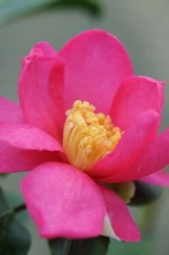 Camélia 'glow' - 4l