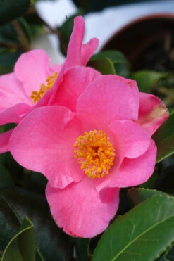 Camélia 'anne Marie Pichon' - 4l