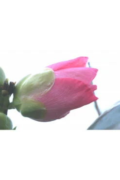 Camélia 'domaine De Courson' - 1l -Terre et Verdure 6481c9efa476c0.94547375