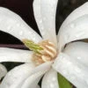 Magnolia 'stellata' - 4l -Terre et Verdure 6481c9f1b69a38.41461111