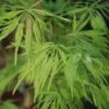Erable 'dissectum' - 4l -Terre et Verdure 6481c9f22063d6.58869029