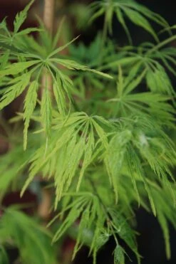 Erable 'dissectum' - 4l