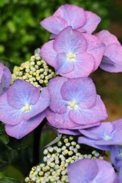 Hortensia 'zorro ?' - 3l