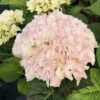 Hortensia Rembrandt ? 'elegant Rosa' - 5l -Terre et Verdure 6481c9f6b61882.70746000