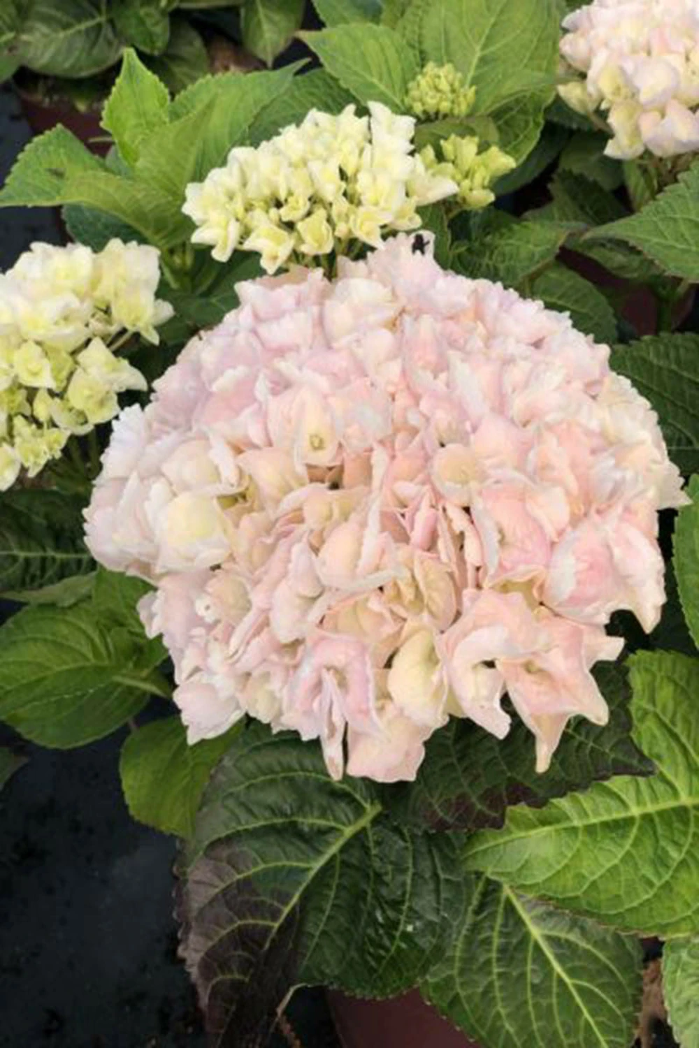 Hortensia Rembrandt ? 'elegant Rosa' - 5l 3 Hortensia Rembrandt ? 'elegant Rosa' - 5l