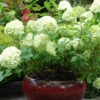 Hortensia 'limelight ?' - 3l 2 Hortensia 'limelight ?' - 3l -Terre et Verdure 6481c9f71924e1.60295964