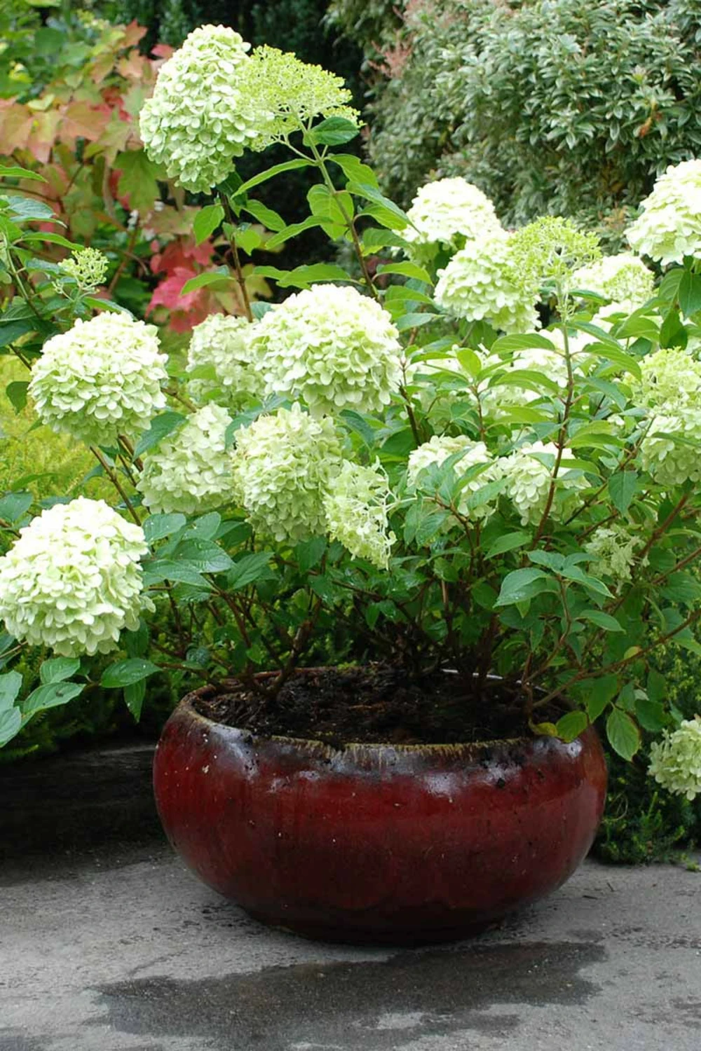 Hortensia 'limelight ?' - 3l 3 Hortensia 'limelight ?' - 3l