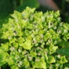 Hortensia Rembrandt ? 'vibrant Verde' - 5l -Terre et Verdure 6481c9f76ab547.07438484