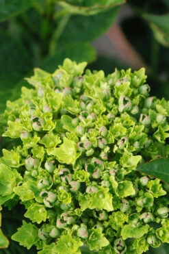 Hortensia Rembrandt ? 'vibrant Verde' - 5l