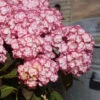 Hortensia 'miss Saori' - 3l -Terre et Verdure 6481c9fb895f87.17952203