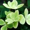 Hortensia 'pastelgreen ?' - 3l -Terre et Verdure 6481c9fbddeda6.40744747