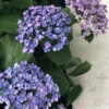 Hortensia 'ayesha' - 3l