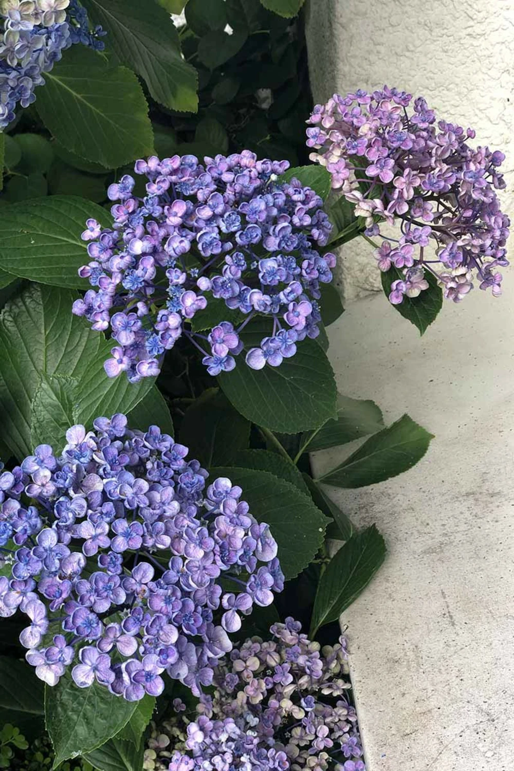 Hortensia 'ayesha' - 3l 3 Hortensia 'ayesha' - 3l