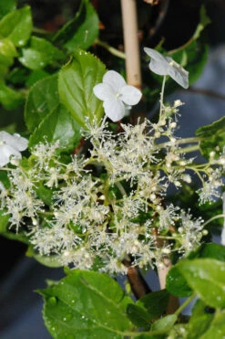 Hortensia Grimpant - 3l