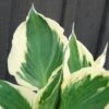 Hosta 'patriot' - 3l -Terre et Verdure 6481ca21a8f604.15625817