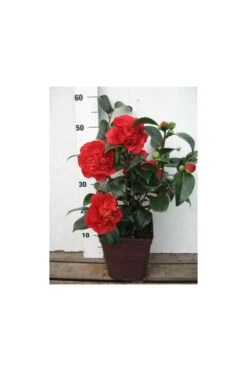 Camelia 'fondation Luciano Pavarotti' - 4l -Terre et Verdure 6481ca27f41844.81581023