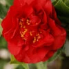 Camelia 'fondation Luciano Pavarotti' - 4l -Terre et Verdure 6481ca28059316.81106351