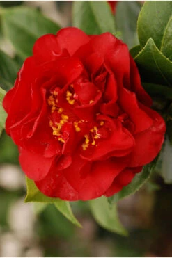 Camelia 'fondation Luciano Pavarotti' - 4l -Terre et Verdure 6481ca281718a1.58327954