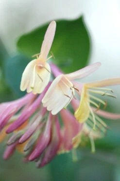 Chèvrefeuille 'gold Flame' - 3l