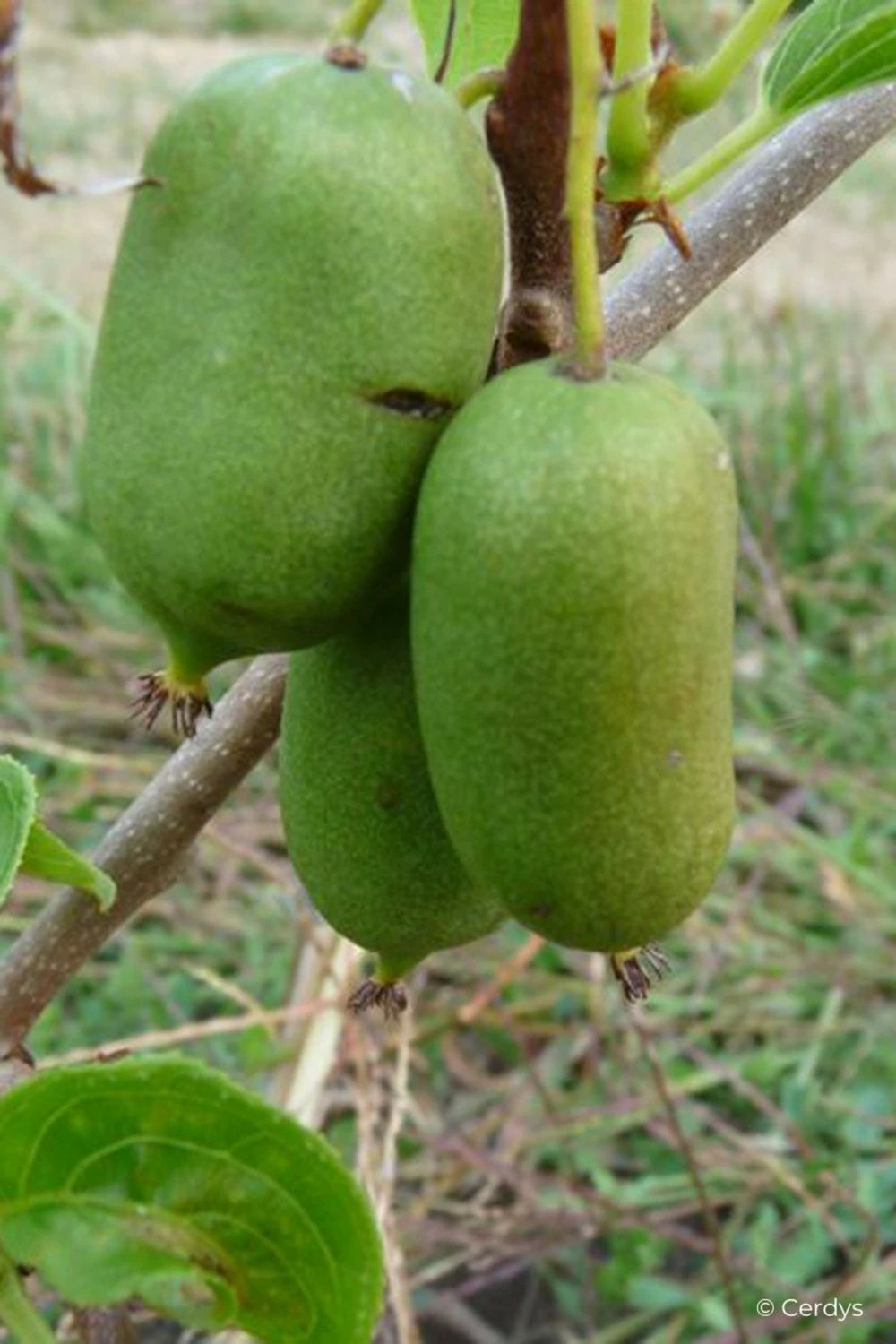 Kiwai 'super Issaï' - 1,5l 3 Kiwai 'super Issaï' - 1,5l