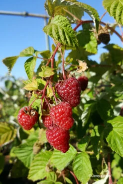 Framboisier Remontant 'zeva' - 1,5l