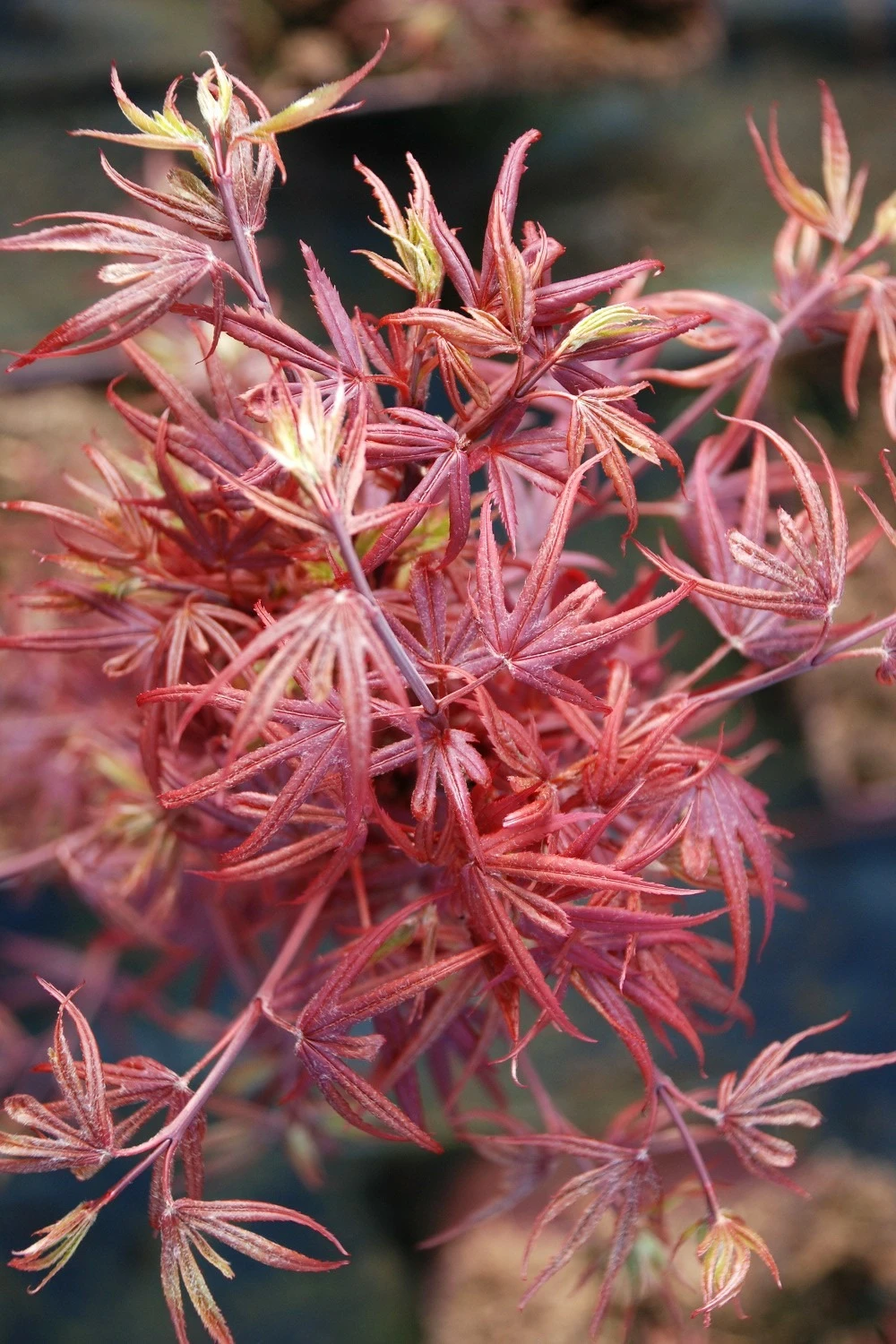 Erable 'shaina' - 4l 3 Erable 'shaina' - 4l