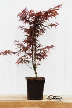 Erable 'skeeter's Broom' - 4l