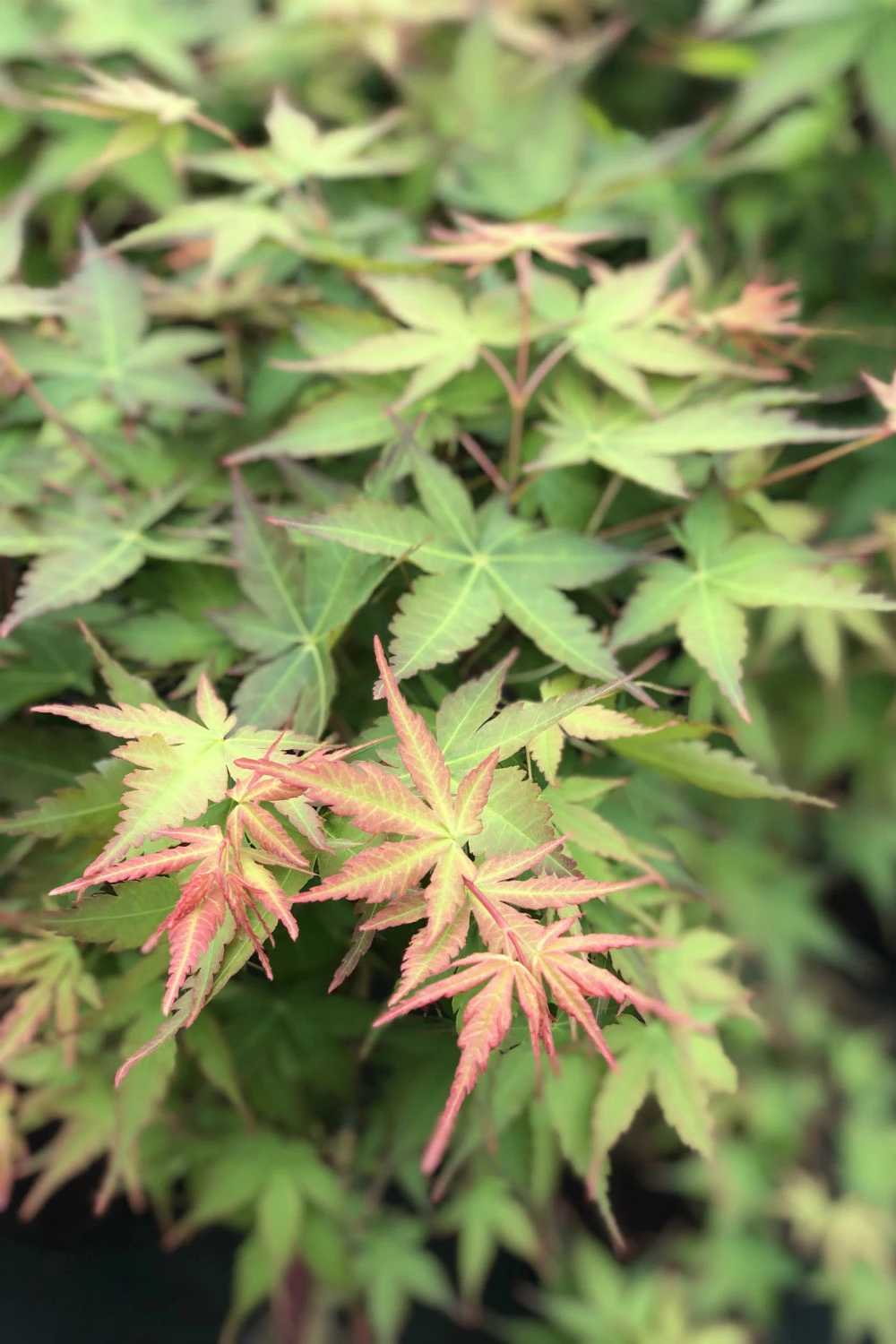 Erable 'peve Chameleon' - 4l 3 Erable 'peve Chameleon' - 4l