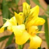 Canna 'yellow Jaune' - 3l 2 Canna 'yellow Jaune' - 3l -Terre et Verdure 6481ca9fa15f80.08455246