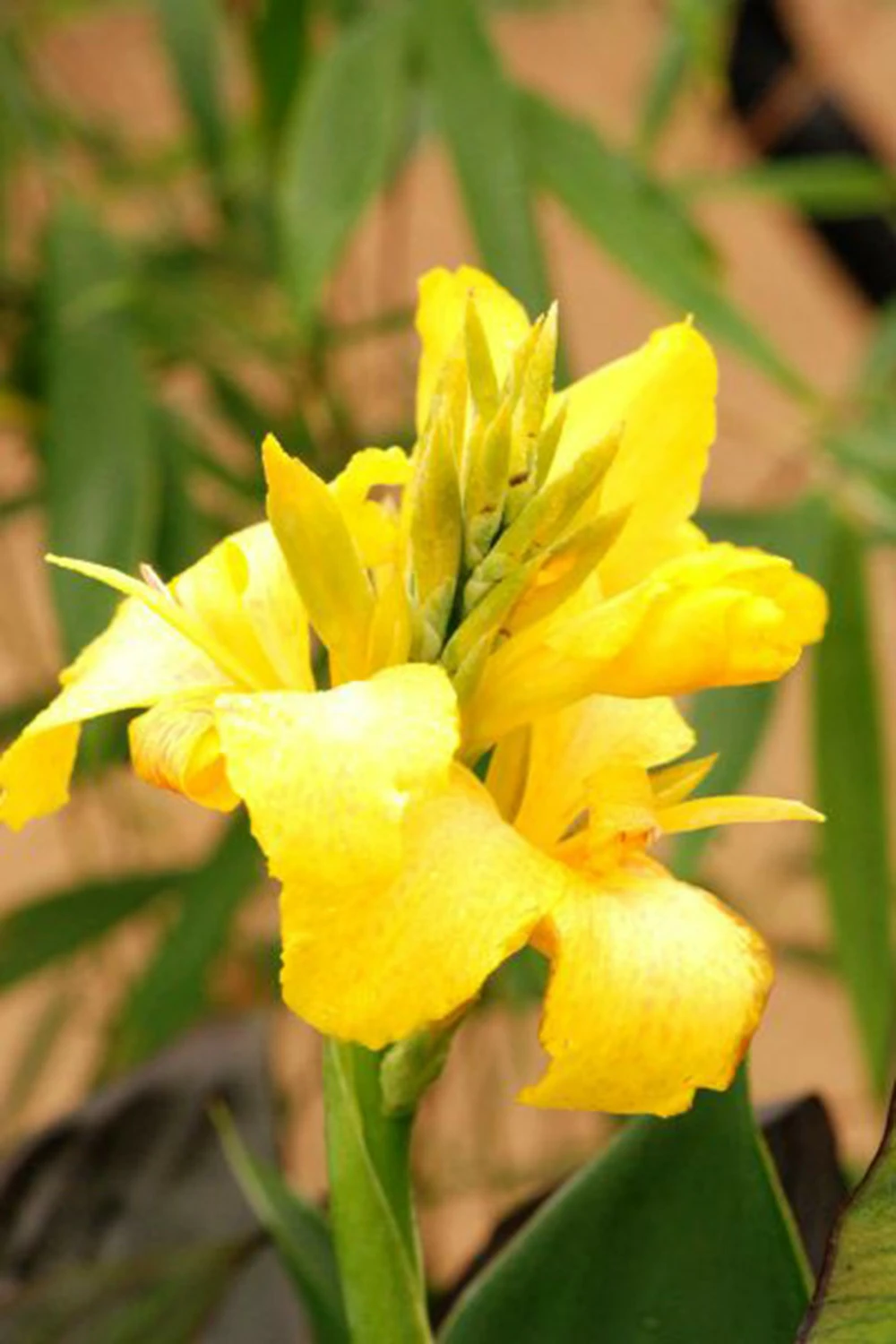 Canna 'yellow Jaune' - 3l 3 Canna 'yellow Jaune' - 3l