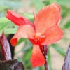 Canna 'bronze Scarlet' - 3l -Terre et Verdure 6481caa06435e3.54128506