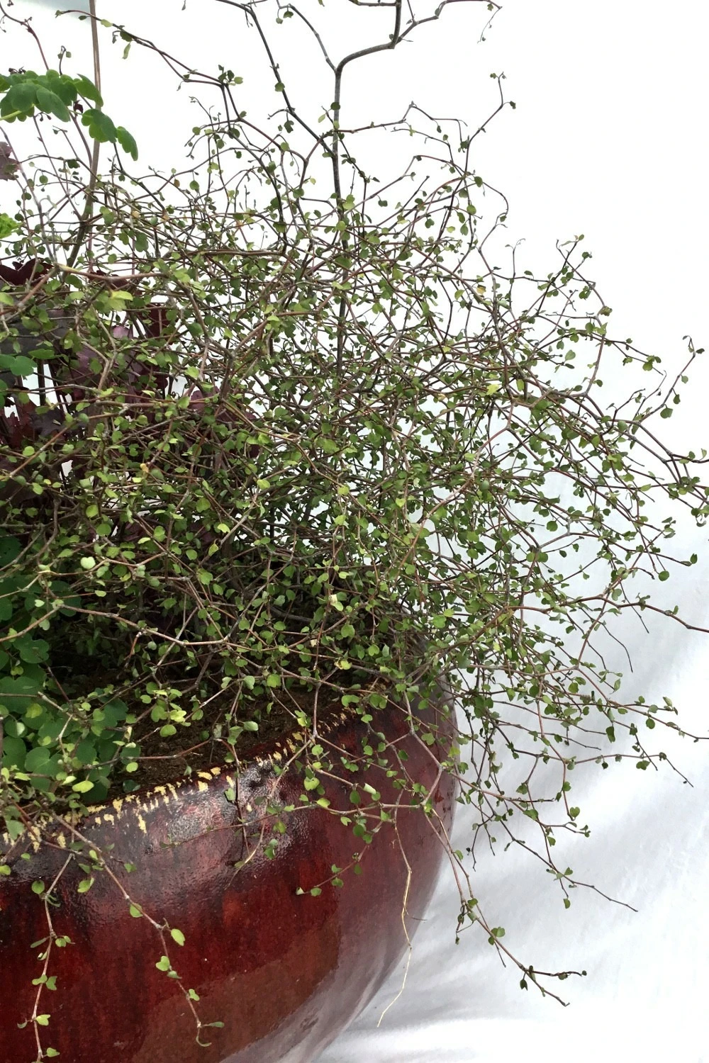 Muehlenbeckia Astonii - 3l 3 Muehlenbeckia Astonii - 3l