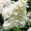 Hortensia 'unique' - 3l -Terre et Verdure 6481caa2752861.17404252