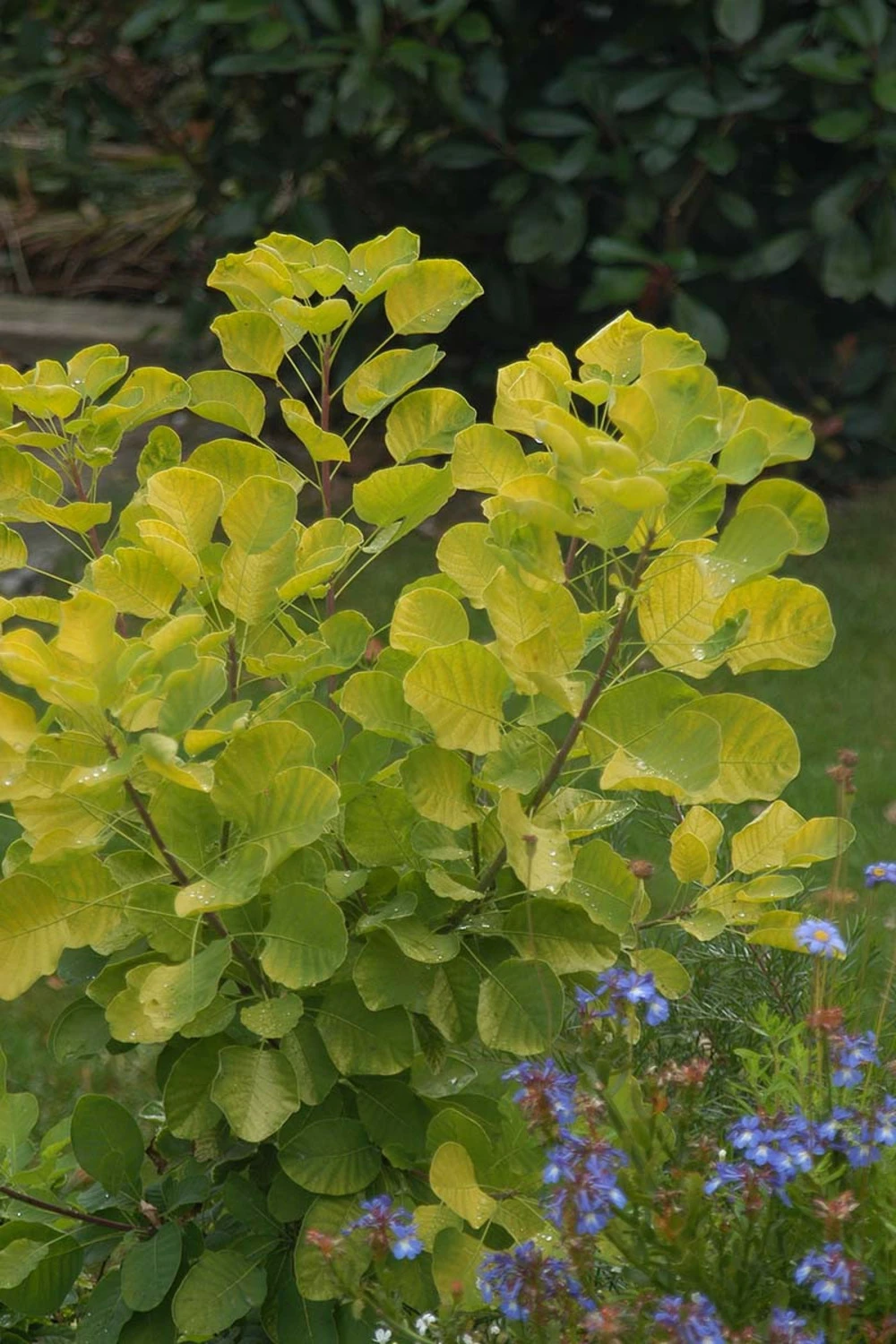 Arbre à Perruques Doré - 5l 3 Arbre à Perruques Doré - 5l