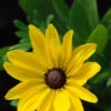 Rudbeckia 'sunny Smiley' - 3l 2 Rudbeckia 'sunny Smiley' - 3l -Terre et Verdure 6481caa48125d0.91174481