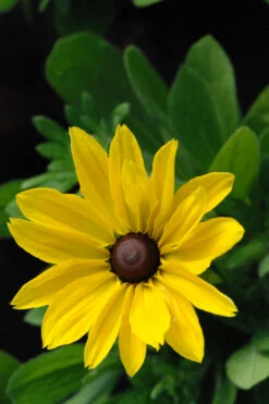 Rudbeckia 'sunny Smiley' - 3l